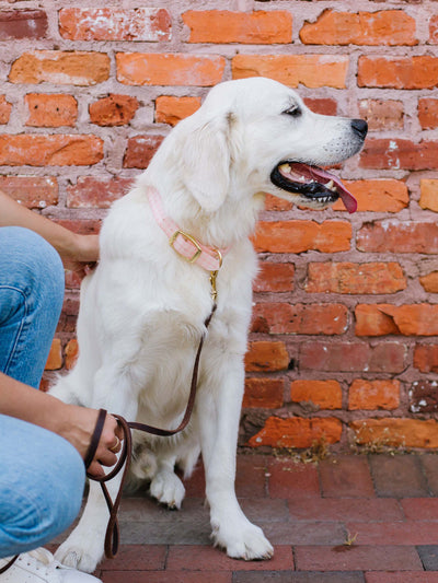 Blush Gathered Goods | Dog Collar - Mary Square, LLC