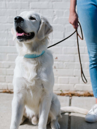 Blue Gathered Goods | Dog Collar - Mary Square, LLC