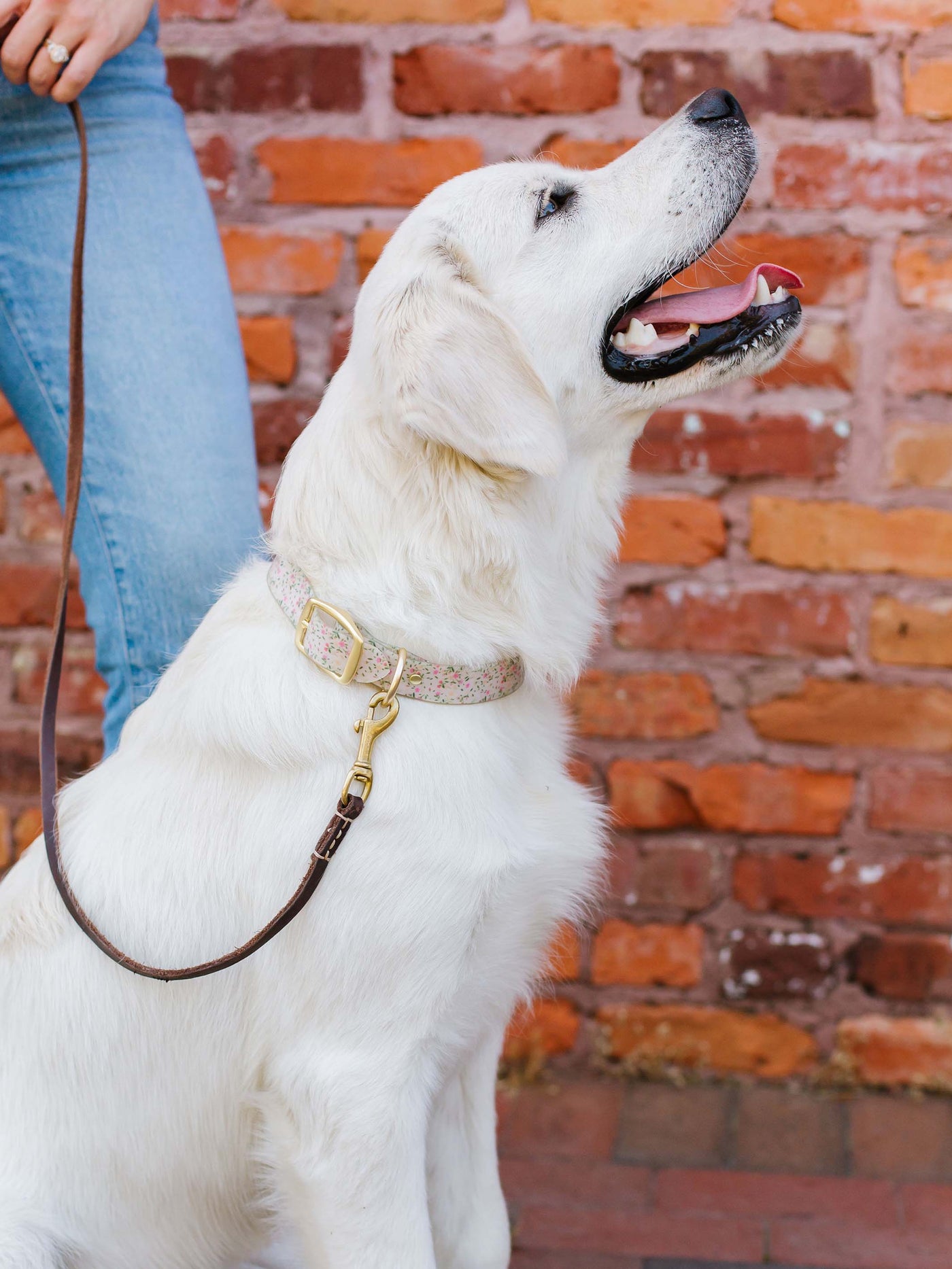 Petal Party | Dog Collar - Mary Square, LLC