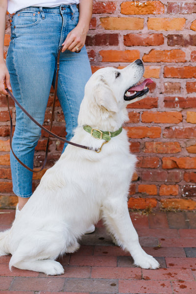 Camo | Dog Collar - Mary Square, LLC