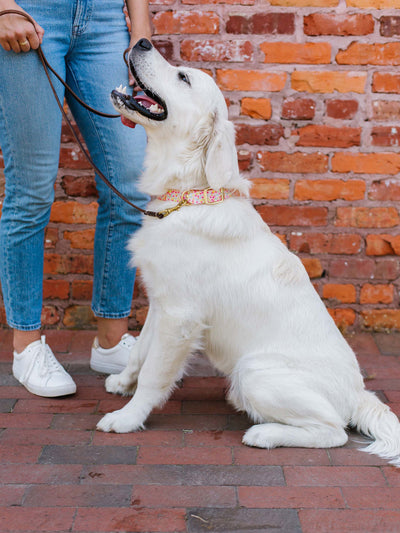 Confetti | Dog Collar - Mary Square, LLC