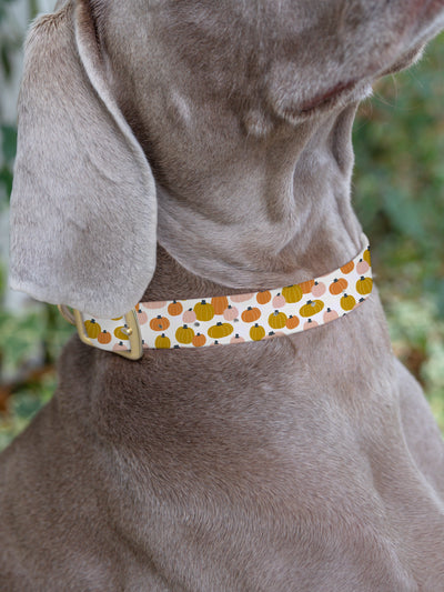 Hey There Pumpkin | Dog Collar - Mary Square, LLC